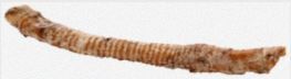 BUTCHER'S PRIME WHOLE TRACHEA