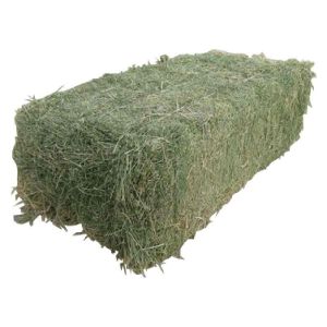 PREMIUM ORCHARD GRASS HAY