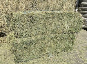 ALFALFA HAY
