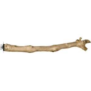 Prevue 18" Branch Coffea Wood Bird Perch