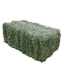 TIMOTHY HAY
