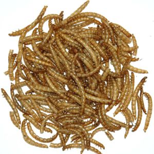 1# GARDEN FRESH MEALWORMS 20/CASE