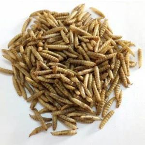 5# CFF SOLDIER FLY 4/CASE