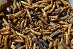 1# GARDEN FRESH MEALWORMS/SOLDIER FLY MIX 20/CASE
