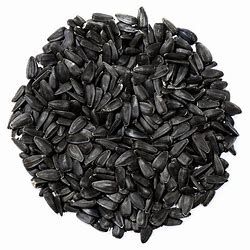 20LB BLACK OIL SUNFLOWER