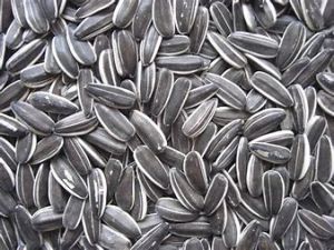 20LB BLACK STRIPED SUNFLOWER