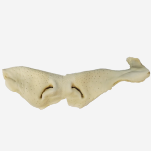 GREAT LAKES LARGE COW SNOUT PUFFED